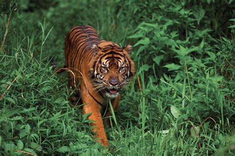 Sumatran Tiger Mammal Britannica