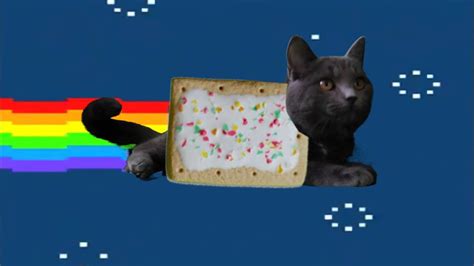 Real Life Pop Tart Cat Nyan Cat Youtube