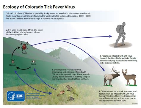 Colorado Tick Fever Pathophysiology Wikidoc