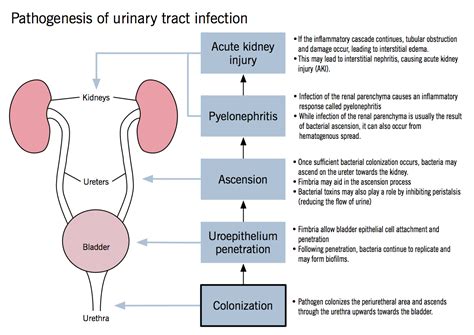 Pathogenesis Of Urinary Tract Infection Patho Pinterest Urinary
