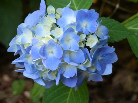 Blue Hydrangea Flowers Flowers Hydrangea Blue Flowers Hd Wallpaper