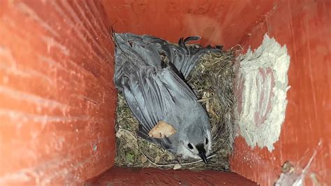 Tufted Titmouse Protecting Her Eggs Youtube