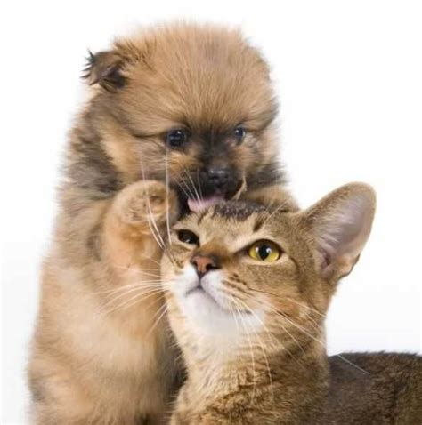 20 Cute Cats With Dogs Kitty Bloger