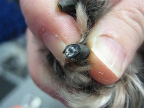 Here are some tips about how to cut black dog nails and why it is different from cutting through a light nail. Trimming Black Dog Nails the Safe Way. Easy Once You Know ...
