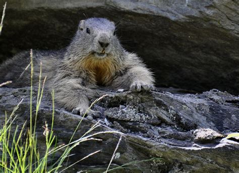 Marmota marmota - Marmotte des Alpes - Marmot - 26/06/15 ...