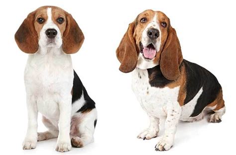 All About The Basset Hound Beagle Mix Bagle Hound With Pictures
