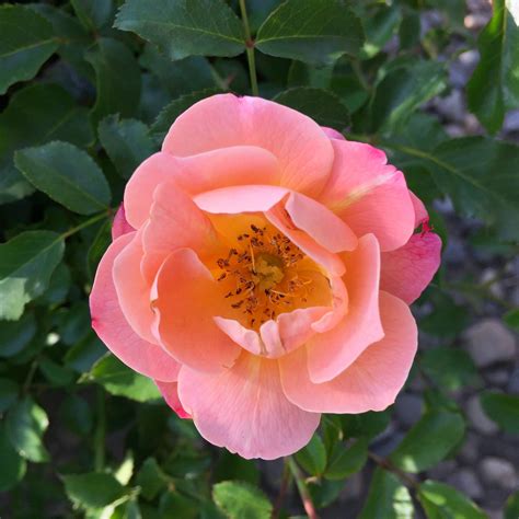 Flower Carpet® Amber Groundcover Rose From Soft Red Buds Emerge A