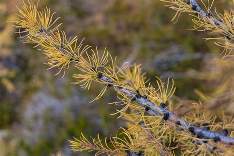 Frosty Mountain Larches Fall Hiking Guide Happiest Outdoors