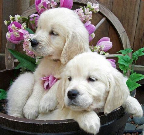 Watch these new born golden retriever puppies grow up; Cute Golden Retriever puppies | Dogs | Pinterest | Hunde ...