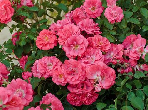 The drift® groundcover roses are a hybrid between groundcover roses, known for their disease resistance, winter hardiness, and durability, and miniature roses, best for their reblooming habit and compact size. Rosa 'Meidrifora' Coral Drift PP#19148 | Kiefer Nursery ...