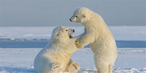 Why Do Arctic Polar Bears Need Sea Ice Aurora Expeditions