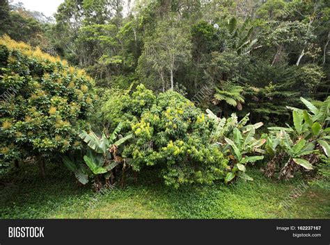 Rainforest Madagascar Image And Photo Free Trial Bigstock