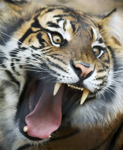 Angry Tiger Face Hd Wallpaper