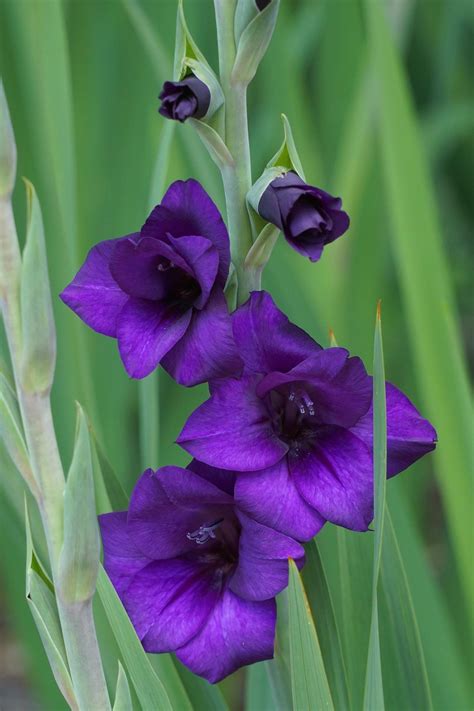 Gladiolus Purple Flora Large Flowering Glad From Leo Berbee Bulb Company
