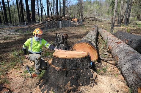 Oregon’s Post Fire Logging Is Taking Trees That May Never Be Hazards Experts Say