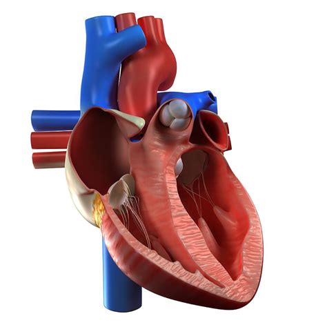Heart Anatomy Artwork Digital Art By Sciepro