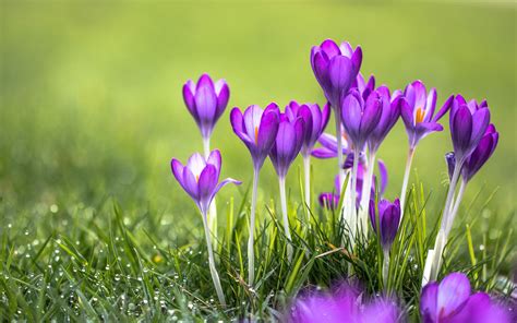 Purple Flowers Crocus Desktop Wallpaper Hd