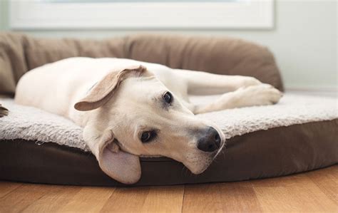 How To Save Your Dog From The Dangers Of Bed Bugs