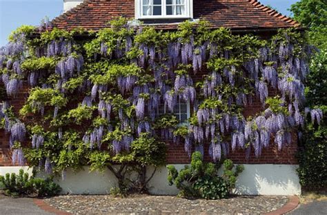 Promoting Wisteria Bloom Part 2 A Three Year Pruning Plan — Seattles