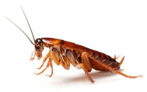 7 Things You Can Do To Attract Cockroaches