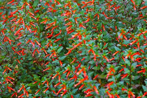 10 Red CIGAR PLANT Mexican Firecracker Cuphea Ignea Hummingbird Flower