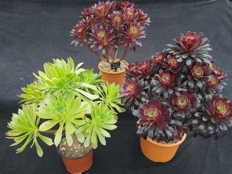 Aeoniums Further Tips Ottershaw Cacti