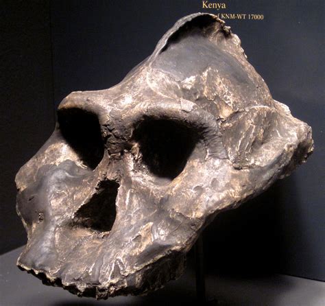 Paranthropus Aethiopicus Fossil Hominid Nachukui Format Flickr