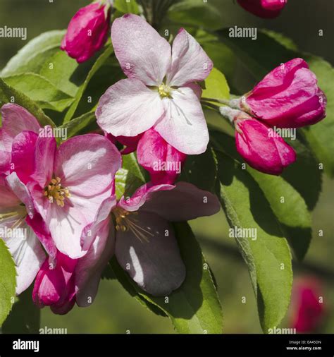 Blooming Apple Tree Stock Photo Alamy