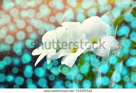 Abstract Blue Bokeh White Flower Background Stock Photo 519343162