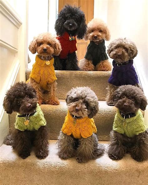 1071 Likes 32 Comments Poodle Lovers Poodlegallery On Instagram “follow Poodlegallery