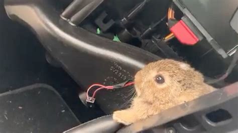 hare brained rabbit released from car engine in caernarfon bbc news