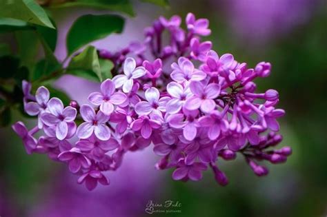 Purple Lilacs Are Blooming In The Garden