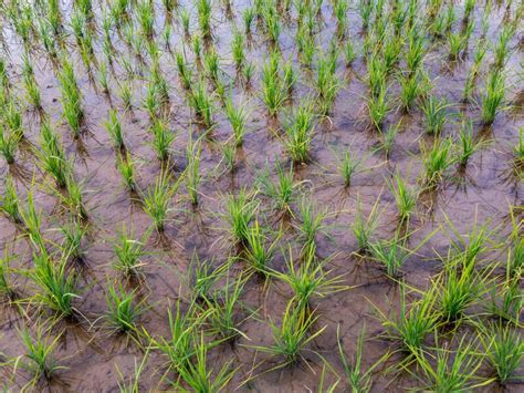 Rice Plant In Fields Closeup Stock Image Image Of Food Paddy 223948395