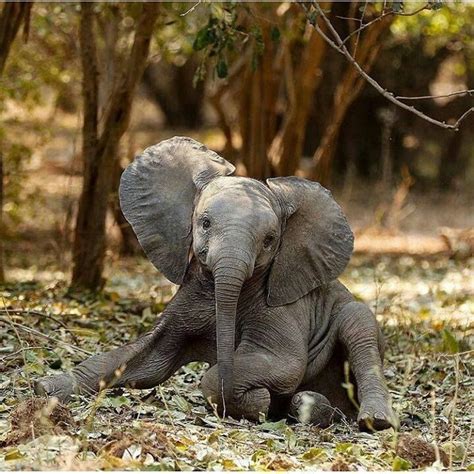 Image Result For Rainbow Elephant Elephant Elephants Photos Cute