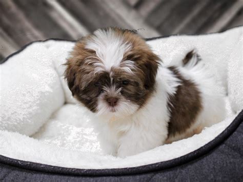 The shih tzu also prefers areas with cold climate, because its thick coat makes it sensitive to the heat. Havanese/Shih Tzu-DOG-Female-Chocolate / White-2357975-Petland Racine, WI