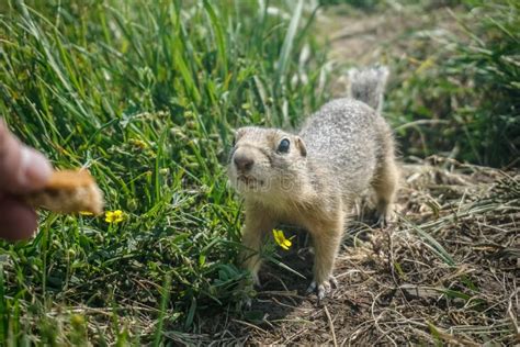 Funny Gopher In The Park Stock Image Image Of Natural 232422215