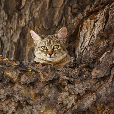 Southern African Wildcat In Kgalagadi Transfrontier Park South Africa