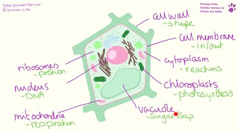 Plant Cell Structure Diagram And Functions Demaxde