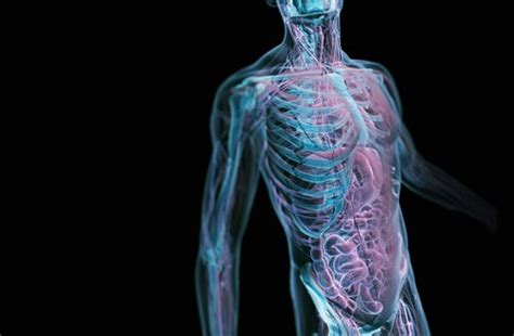 The human body is the structure of a human being. 10 Facts about Body Systems | Fact File