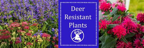 Deer Resistant Plants Page 2 Of 20 Sugar Creek Gardens