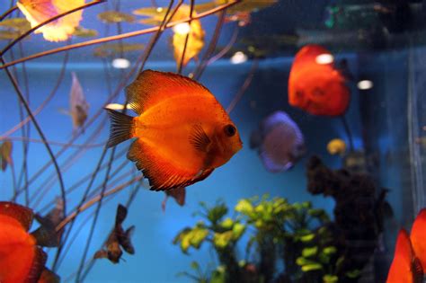 For instance, to know more about tropical fish, you can search for tropical fish aquarium shops near me, you can see a variety of available options when you visit the location. How to Choose a Pet Fish: 6 Steps (with Pictures) - wikiHow