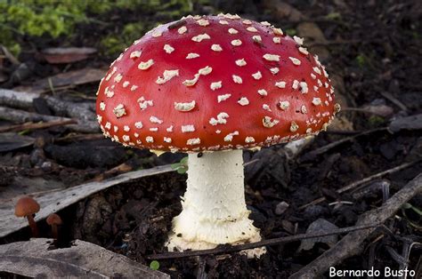 Naturales En El Álvar Los Hongos