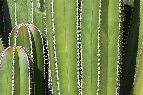 Cactus Verde Cactus Mexicano Fondo Espinas Verde Naturaleza