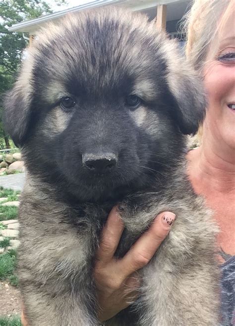 Shiloh Shepherd Puppies For Sale In Pa Puppies Highland Hills