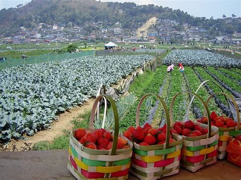 Strawberry Fields Forever La Trinidad Valley Benguet Baguio Baguio Philippines Strawberry