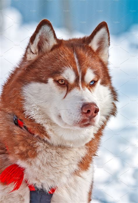 Siberian Husky High Quality Animal Stock Photos ~ Creative Market