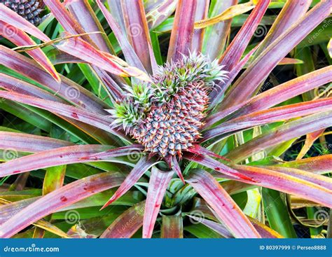 Baby Pineapple Fruit Growing On A Plant Stock Image Image Of Juicy