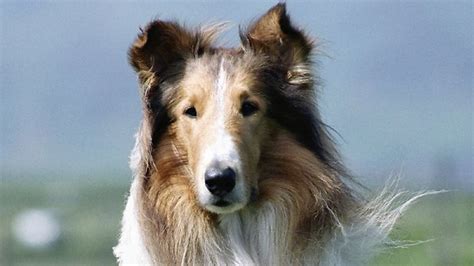 New Tricks For Old Dog As Lassie Comes Home To Hollywood Again