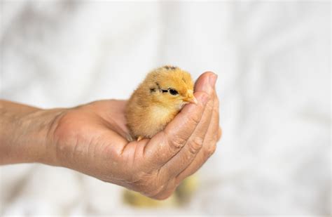 Little Baby Chickens Sleeping Bed Stock Photo Download Image Now
