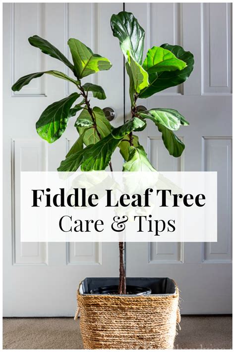 Fiddle Leaf Fig Tree Growing This Stunning Houseplant Hearth And Vine
